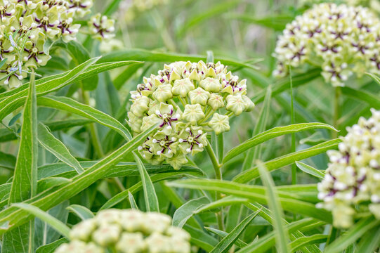 A grouping of Green antelopehorn plants in a Texas field in springtime.