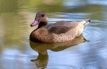 Photograph of a Brazilian Teal in the lake.