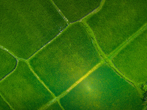 Aerial view of Kajeng Rice Field, Gianyar Regency, Bali