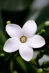 white flower hawaii garden