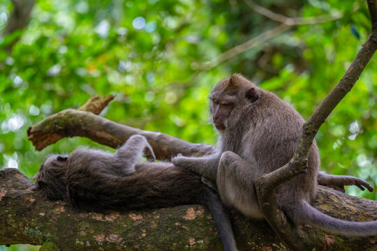 Long tailed Macaque monkeys in Sacred Monkey Forest Sanctuary, Ubud, Kecamatan Ubud, Kabupaten Gianyar, Bali