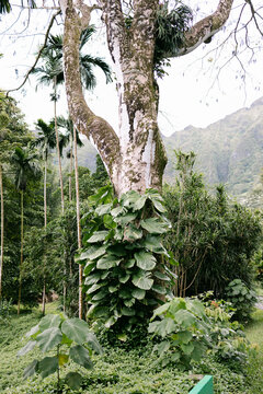 tree in hawaii forest with monstera
