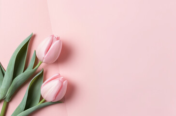 Pink Tulips Are On A Pink Background, In The Style Of Simple A