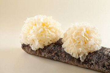 snow fungus or tremella fuciformis growing out of the spawn bag