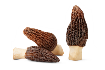 fresh morel mushrooms isolated on white background.