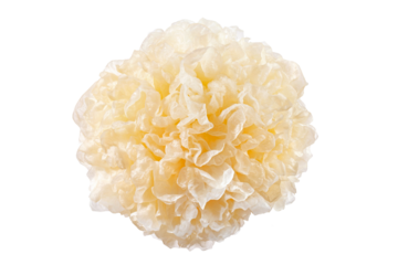 fresh snow fungus or tremella fuciformis on white background.