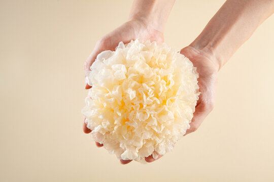 fresh snow fungus or tremella fuciformis hold in hands.