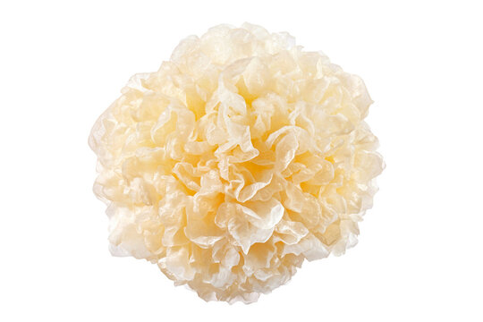 fresh snow fungus or tremella fuciformis on white background.