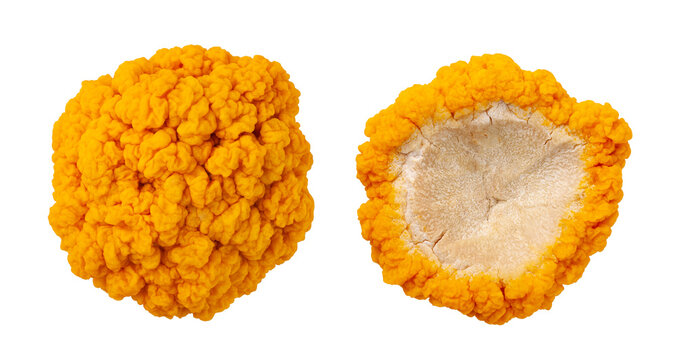 fresh golden ear mushroom or tremella mesenterica (yellow brain fungus) isolated on white background.