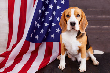 Beagle dog on the background of the American flag. Greeting card from July 4 - Independence Day...