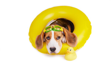 A beagle dog wearing swimming goggles and an inflatable floating circle on a white isolated...
