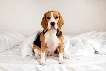 A beagle dog is sitting on the bed. Cozy homely atmosphere.