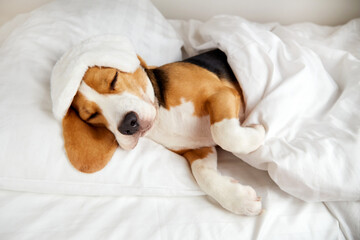 A beagle dog is lying on a pillow on the bed under a blanket and sleeping. Cozy homely atmosphere.