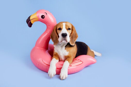 A beagle dog on an Inflatable pink flamingo on a blue isolated background. Summer holidays. 