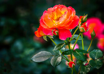Red and Yellow Rose and Rosebuds in Garden, Close Up,  Rose blooms on a blurred background of green leaves. Summer flower. Natural background.
