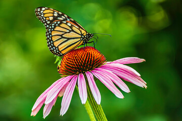 Monarch butterfly sitting on echinacea flower