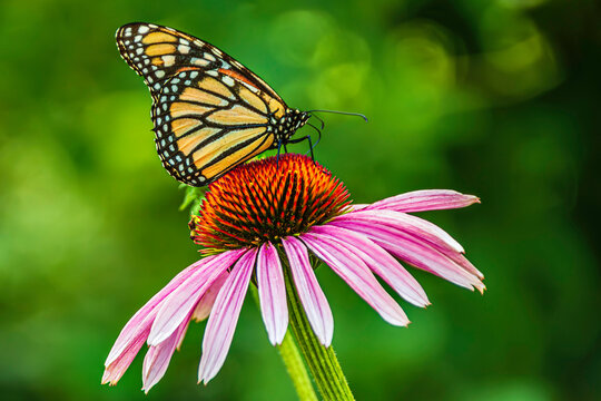 Monarch butterfly sitting on echinacea flower