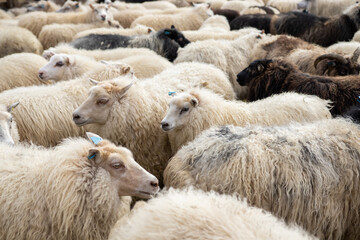 Icelandic Sheep Graze at Mountain Meadow, Group of Domestic Animal in Clear Nature. Beautiful Highlands in Iceland. Ecologically Clean Lamb Meat and Wool Production. Scenic Area