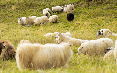 Icelandic Sheep Graze at Mountain Meadow, Group of Domestic Animal in Clear Nature. Beautiful Highlands in Iceland. Ecologically Clean Lamb Meat and Wool Production. Scenic Area