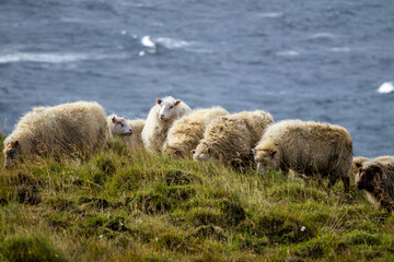 Icelandic Sheep Graze at Mountain Meadow, Group of Domestic Animal in Clear Nature. Beautiful Highlands in Iceland. Ecologically Clean Lamb Meat and Wool Production. Scenic Area
