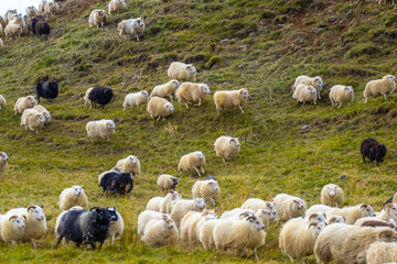 Icelandic Sheep Graze at Mountain Meadow, Group of Domestic Animal in Clear Nature. Beautiful Highlands in Iceland. Ecologically Clean Lamb Meat and Wool Production. Scenic Area