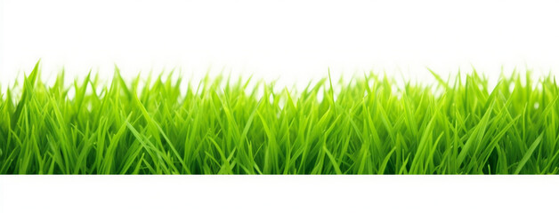 Grass Image Isolated On White Background, In The Sty