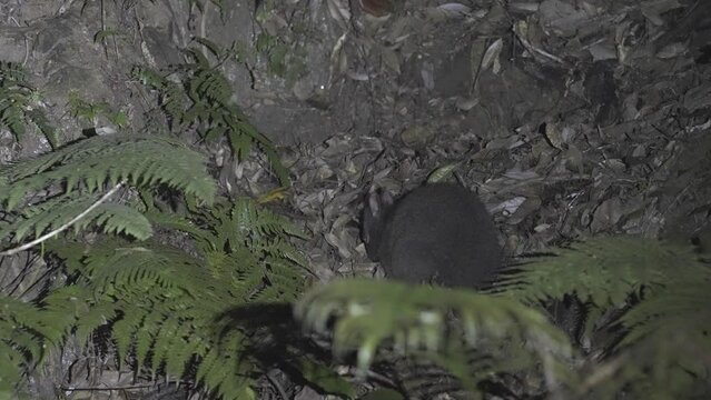Amami rabbit or Amaminokurousagi in Amami island, Japan
