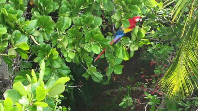 Scarlet Macaws - Red Lapas - Guacamayas in Costa Rica	
