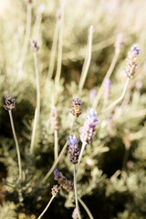 bee on lavender