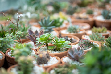Succulent plant in small terracotta pots in flower shop closeup. Big variety of green organic pot-plants designed to diversify home interior placed in greenhouse. Plant lovers, indoor gardening.