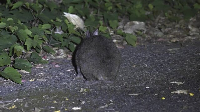 Amami rabbit or Amaminokurousagi in Amami island, Japan
