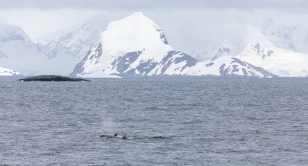 Orca Whales or Killer Whales Antarctica