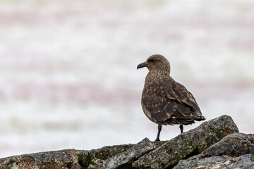 Brown Skua, a bird found in Antarctica