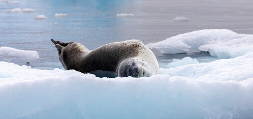 Leopard Seal lying on ice in Antarctica
