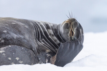Weddell Seal lying on an iceberg in Antarctica