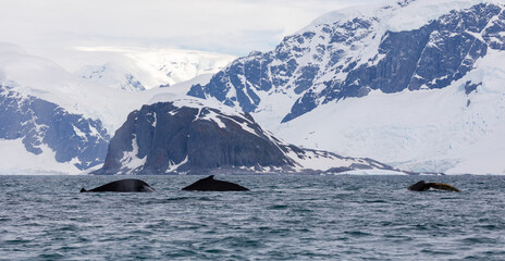 Humpback Whales in Orne Harbour, Antarctica