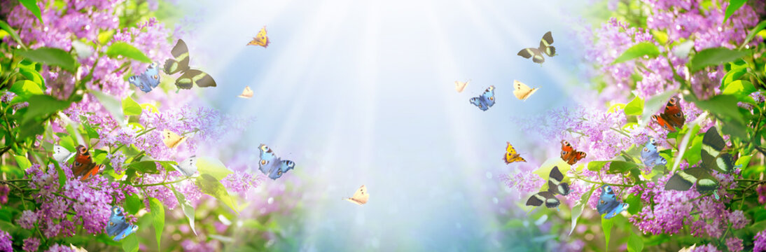 Lilacs flowers bloom and flock of flying colorful butterflies in spring fabulous garden on mysterious fairy tale springtime floral background with sun rays, blooming nature, wide panoramic banner.