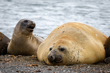 Southern Elephant Seals, Yankee Harbour, Antarctica