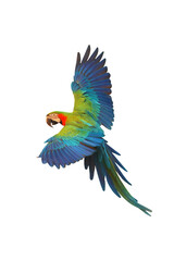 Colorful flying parrot isolated on transparent background png file