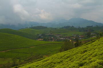 Tea plantation in Munnar, India