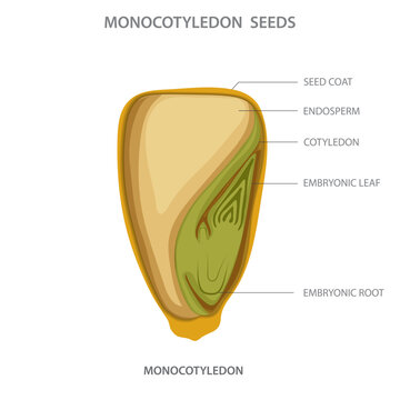 Monocotyledon seed, A seed with a single cotyledon, or embryonic leaf, characteristic of monocot plants such as grasses and lilies.