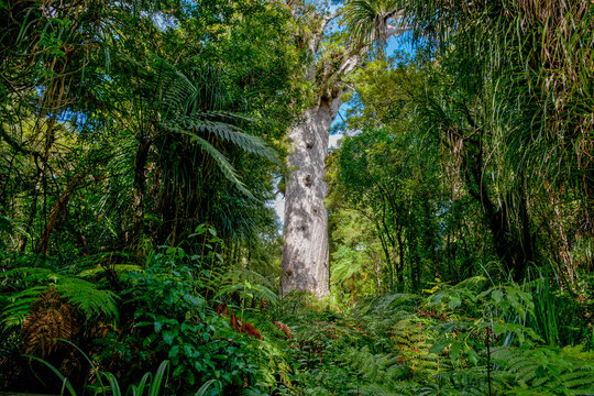 Giant kauri tree famous tourist point of interest