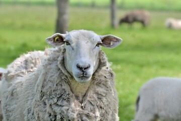 portrait of a sheep in a green meadow in springtime