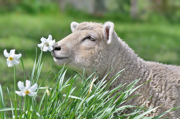 portrait of a cute lamb smelling a flower in a meadow - springtime scene,