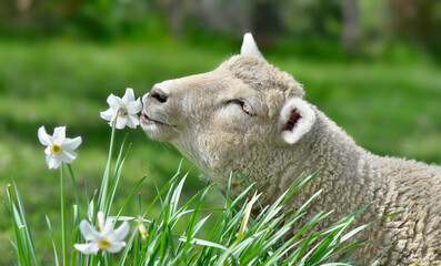 portrait of a cute lamb eating  a flower in a meadow - springtime scene