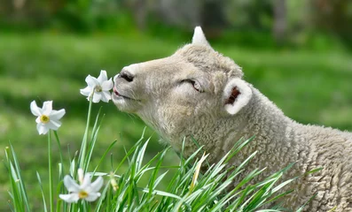 Foto op Plexiglas portrait of a cute lamb eating  a flower in a meadow - springtime scene © coco