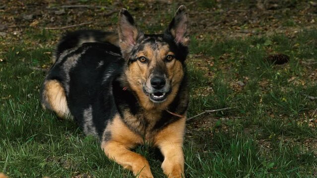 Large Dog Barking and Growling in a Grassy Backyard