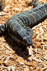 Lace Monitor with tongue out