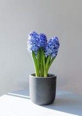 Vertical closeup of blue hyacinth plant in pot on table against neutral background with sunlight (selective focus)