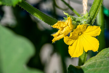 この黄色い花は「ヘチマの花」です。